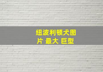 纽波利顿犬图片 最大 巨型